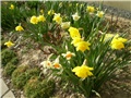narcisi